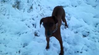 preview picture of video 'Kira 14 month old Ridgeback'