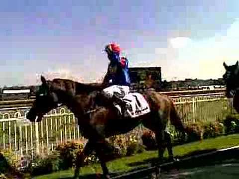 Irate Punter - Ranvet Stakes - Canterbury 5 April 2008