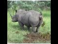 Pooping Of Endangered Southern White Rhino
