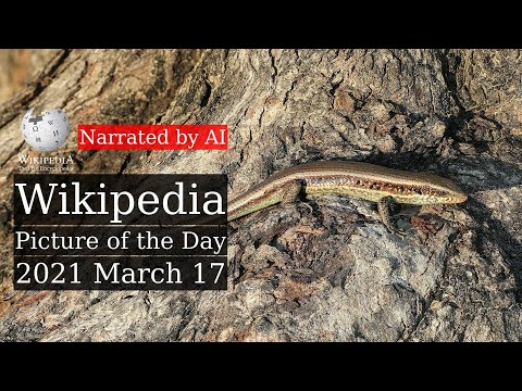 Wikipedia Picture of the Day: 2021-03-17 - Eutropis macularia (Narrated by Matthew)