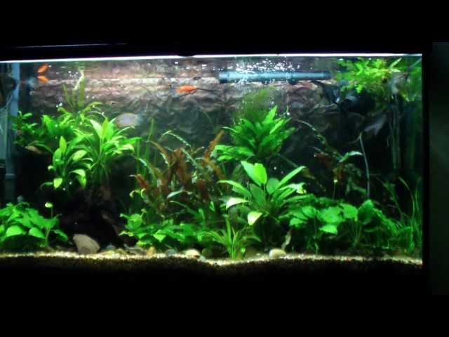 Freshwater Aquarium with Clown Pleco. Angelfish. Gourami. Rasbora and more