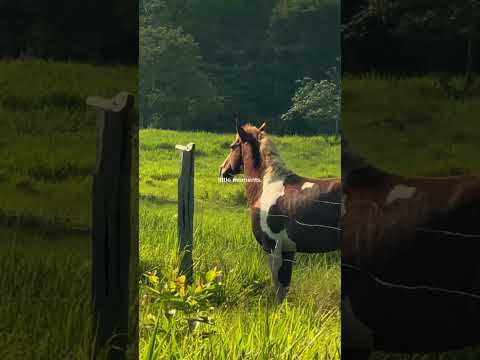 Sítio Piri em capitão poço Pará