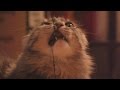 CAT FIGHTS TOY MOUSE IN SUPER SLOW MOE