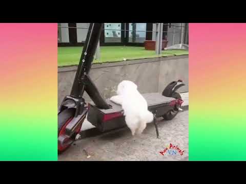 “Wait For This Dog’s Reaction 😂🐶” sc: @awwanimals #funnydog #funnyanimals #dogloversdog