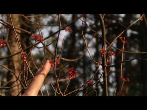 Wild & Shit with Evan Wilder 7 • Ring-A-Ding Spring