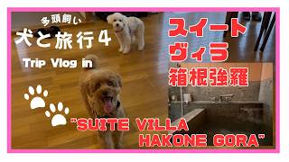 【犬と宿泊できる温泉宿】♨️スイートヴィラ箱根強羅に行きました！#犬との暮らし #犬とお出かけ #スイートヴィラ箱根強羅