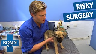 Open-Heart Surgery As Last Chance To Save Puppy | Full Episodes | Bondi Vet