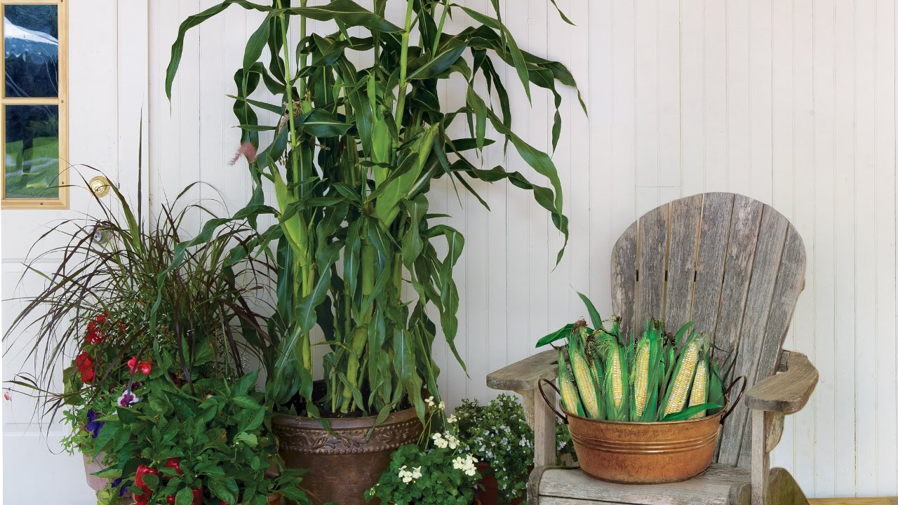 The First Container Sweet Corn - On Deck