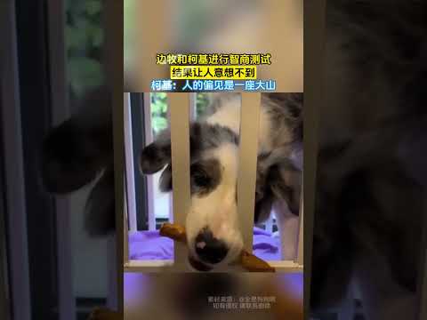 边牧和柯基进行智商测试，结果让人意想不到，柯基：人的偏见是一座大山 #共鳴 #大熱門
