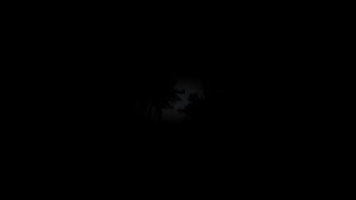 DayZ 熊は怖いって...