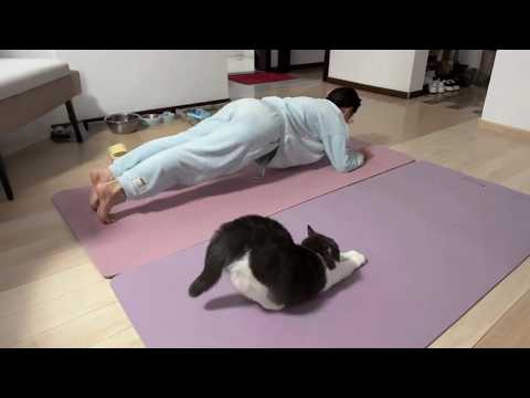 When your CAT copies your every move 😂