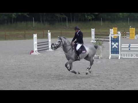 Cellestial-Capitol I stallion * 2013 for sale