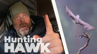 ACTION at the last minute // BIRD PHOTOGRAPHY from blind - sparrowhawk hunting