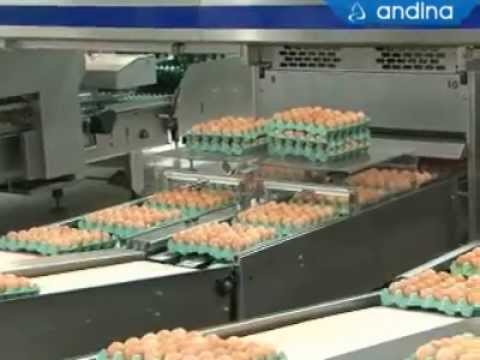 Emplean alta tecnología en la producción de huevos