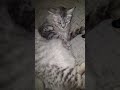 Pregnant Cat Video Funny Cat Video