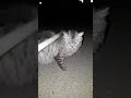 Pregnant Cat Video Funny Cat Video