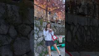 京都散歩してたら少し桜咲いてた?#shorts #ももちゃんねる #桜 #京都