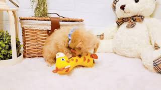 ハーフ犬の動画01