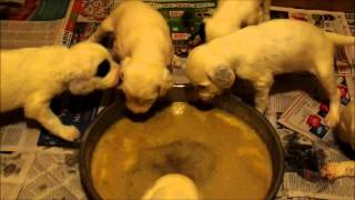 Lettie's pups first meal