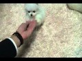 Micro Teacup White Pomeranian Puppies ~ Ms ...