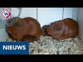 Alexandra en Peter hebben meer dan honderd cavia's: 'Het kan gekker' - OMROEP WEST