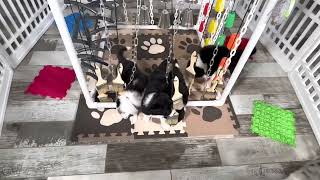 Video preview image #22 Border Collie Puppy For Sale in STRAFFORD, MO, USA
