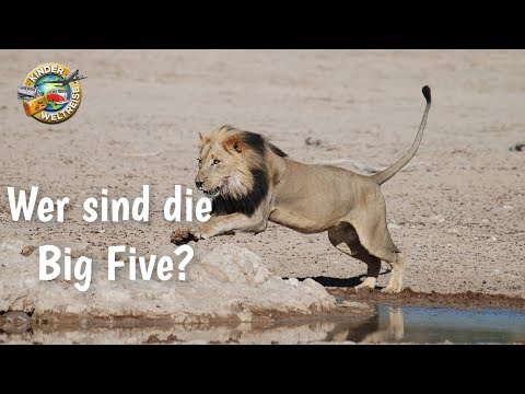 Tiere in Afrika für Kinder erklärt: Wer sind die "Big Five?" Lerne die Tierwelt Afrikas kennen!