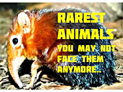 7 Rarest & Critically Endangered Animals on Earth, New HD
