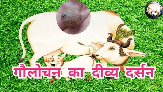 गौलोचन का दिव्य दर�