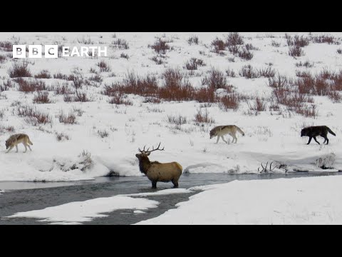 Hungry Wolf Pack Trap Elk | Yellowstone | BBC Earth