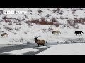 Hungry Wolf Pack Trap Elk Yellowstone BBC Earth