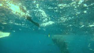 preview picture of video 'Filipíny 2012 - hon na mládě žraloka velrybího'