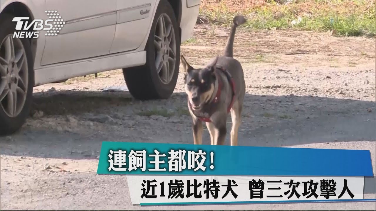 連飼主都咬!近1歲比特犬 曾三次攻擊人