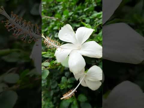 Romantic music || Piano Cover || Supriyo Ahmad CAPTURED BY SAMSUNG M21 AND A52S 5G Vertical video