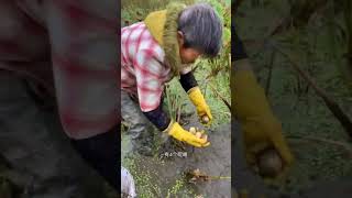 Download lagu đào củ năng.. #shorts #fruit mp3