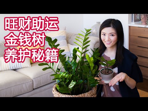 雪鐵芋