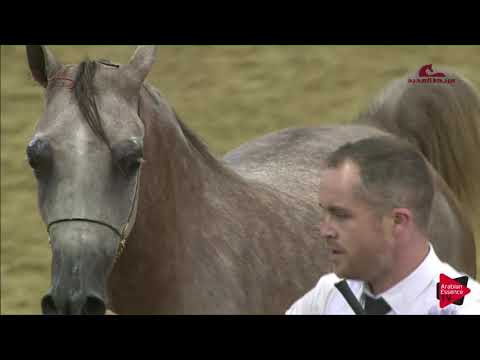 N 51 SAHABA UMM ALUDHAM   2019 Al Shaqab Arabian Horse Show Festival   Fillies 2 Years Old Class 3A