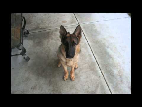 German Shepherd Dog puppies for sale