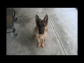 Video 'Time Lapse: Puppy to Adult in 40 seconds. Dunder'