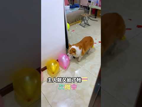 反覆戳破水氣球，成功討要獎勵