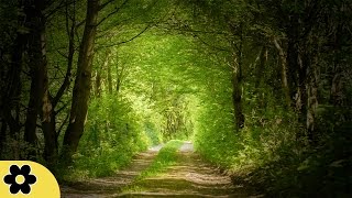 Music for Studying, Relaxing Music, Music for Stress Relief, Focus Music, Background Music, ✿3127C