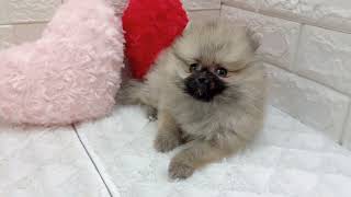 ポメラニアンの動画01