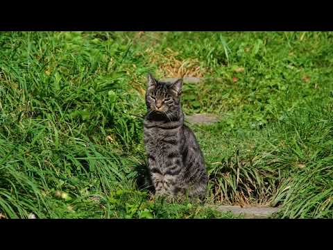 Most Beautiful Cats In The World | Cats Playing & Kitten Meowing | 8K UHD