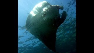 preview picture of video 'Diving Bali - Tauchen Bali - Unterwasser Aufnahmen von Bali - Indonesia underwater dreams'