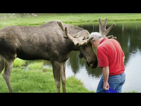 99 fois où les animaux réunis avec leurs propriétaires après des années vous font pleurer d'une manière particulière