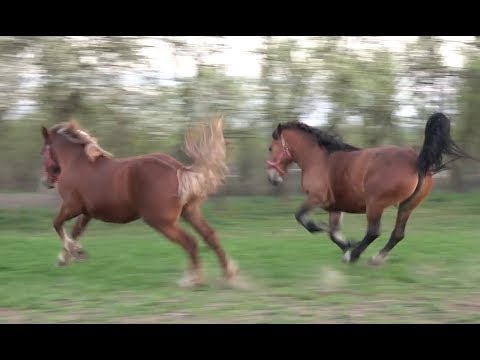 In vizita la ferma domnului Liviu de la Alunis, Cluj cu Sile de la Iclod - 2019