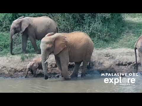 Moments of Bond: A Nursing Elephant Calf at Mpala