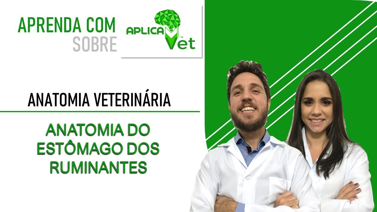 Anatomia Veterinária - Anatomia do Estômago dos Ruminantes