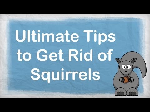 YouTube video about: How to get rid of red squirrels in garage?