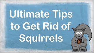 How to get rid of squirrels | ULTIMATE Repellent for Getting Rid of Squirrels | How to Repel Pests